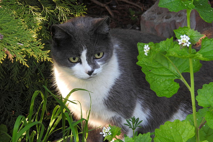 katten, kjæledyr, innenlands cat, dyr