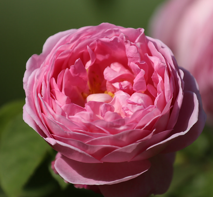 bunga, Ros, Taman, musim panas, Pink rose