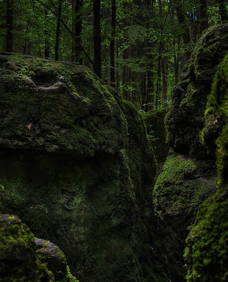 moss, forest, green, bemoost, nature, wild, fairy tale forest