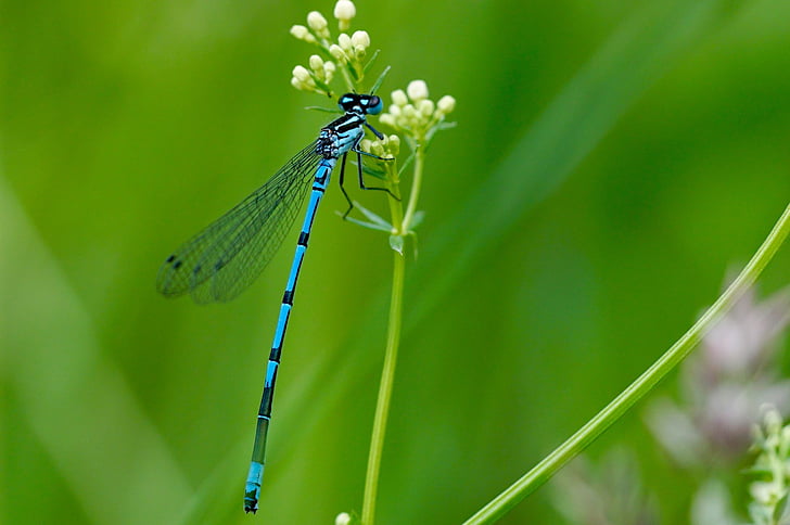 Dragonfly, insekt, natur, rovdyr, blå, dyr, dyreliv