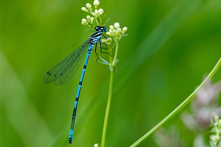 蜻蜓, 昆虫, 自然, 捕食者, 蓝色, 动物, 野生动物