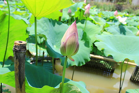 Lotus, hoja de loto, él tang
