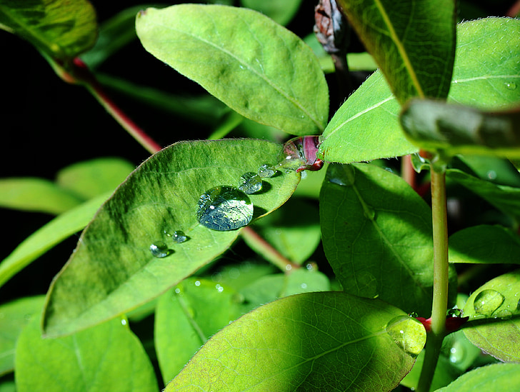una gota de, pluja, jardí, ploma, després de la pluja, gotes, gotes de pluja