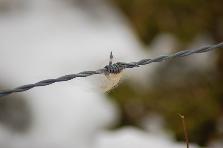 barbed wire, fur, nature, depth of field