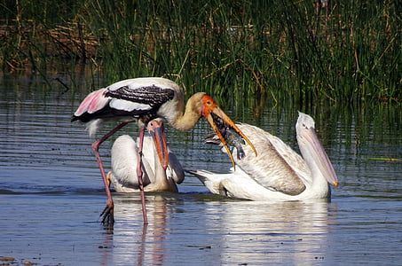 bird, pelican, painted stork, water, wildlife, biodiversity, fish