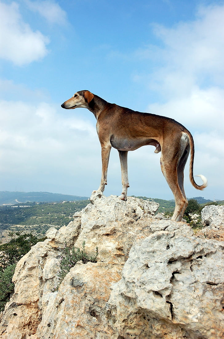 dog, worth, on the mountain, view, mountains, rocks, silence