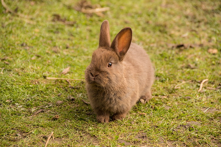 hare, rabbit, baby, cute, sweet, animal, bunny