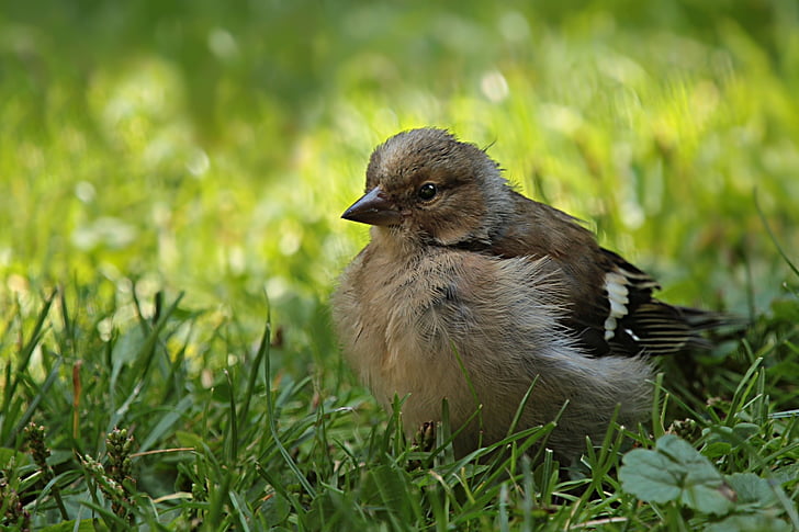 chaffinch, fringilla coelebs, burung, muda, mencari makan, Taman