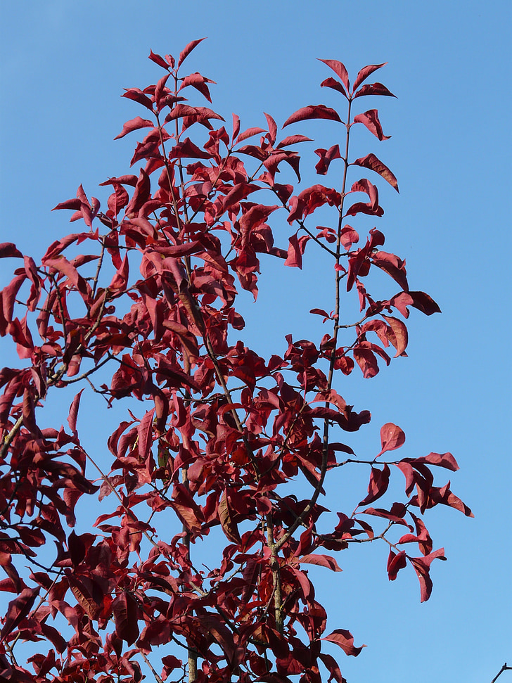 listy, červená, Omalovánky, podzim, kapky vody na listech, Prunus serrulata, orientální cherry