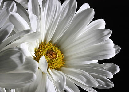 Daisy, kvet, biela, kvet, kvet, nedotknuté, Pure