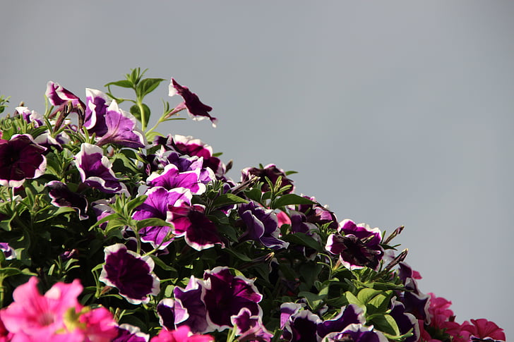 flowers, purple, pink, sky, plant, nature, close