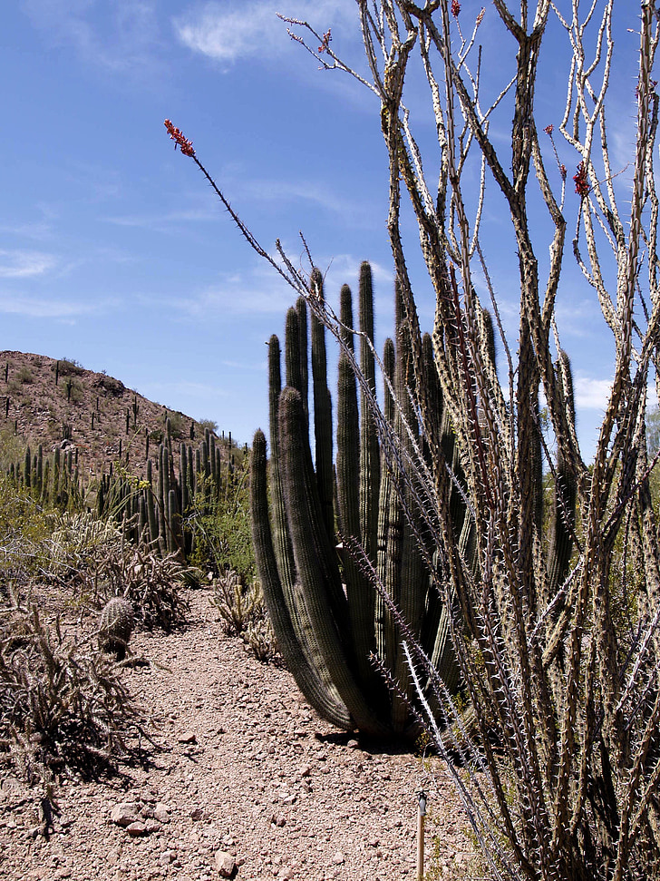 Arizona, poušť, kaktus, závod, krajina, scenérie, horká