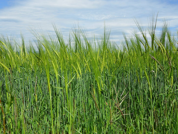 pšeničné pole, obiloviny, zemědělství, krajina, malebný, spike pšenice, špička