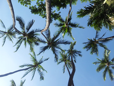 palm trees, hawaii, sky, blue, tropical, palm, tree