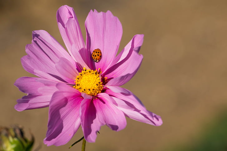 flower, pink, ladybug, insect, purple, close, pink flower