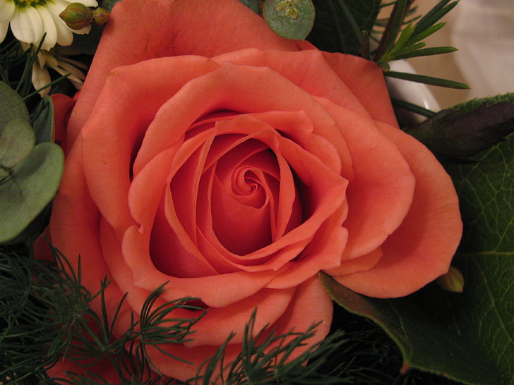 Rose, couleur pêche, fleur, tape dans le dos, Rose - fleur, nature, rouge
