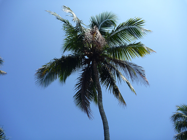 palmiye ağacı, mavi, gökyüzü, yaprakları, cennet, tropikal, ada