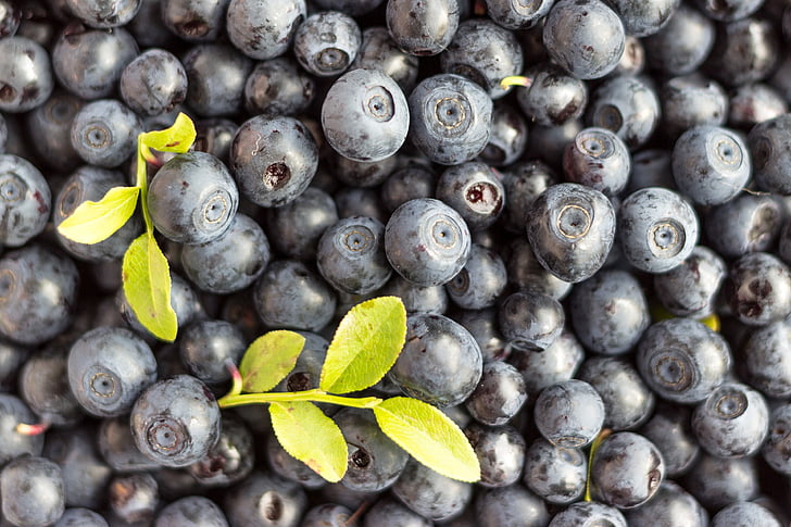 blueberry, berry, summer, finnish, nature, berry picking, food
