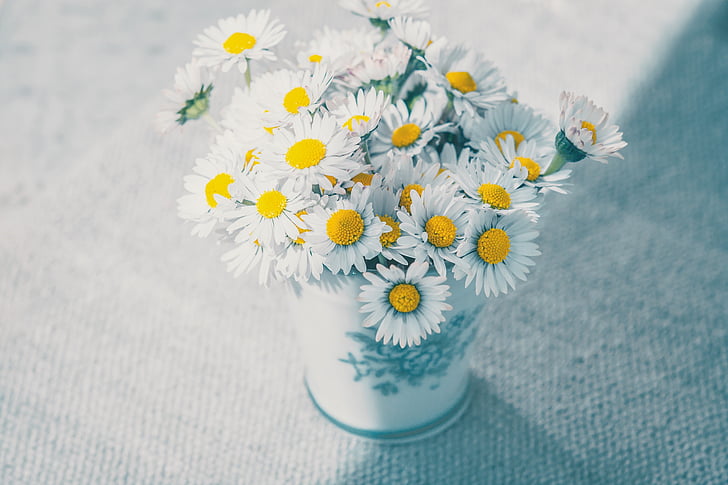 fiori, Margherita, bianco, fiori di campo, vaso, bouquet, tavolo