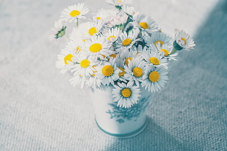 kukat, Daisy, valkoinen, Wildflowers, maljakko, kimppu, taulukko