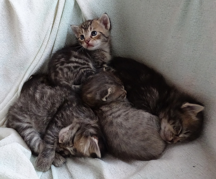 gatos de bebé, sueño, dulce, Snuggle, Ver, gracioso, gatito