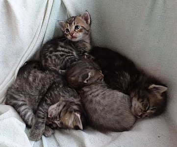 Baby kotów, snu, słodkie, tulić, Widok, śmieszne, kotek