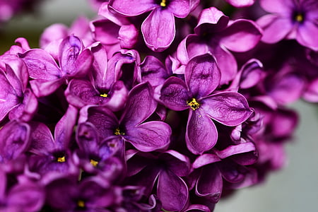 syringa vulgaris, ungu ungu, ungu, bunga, Tutup, tumbuh, semak