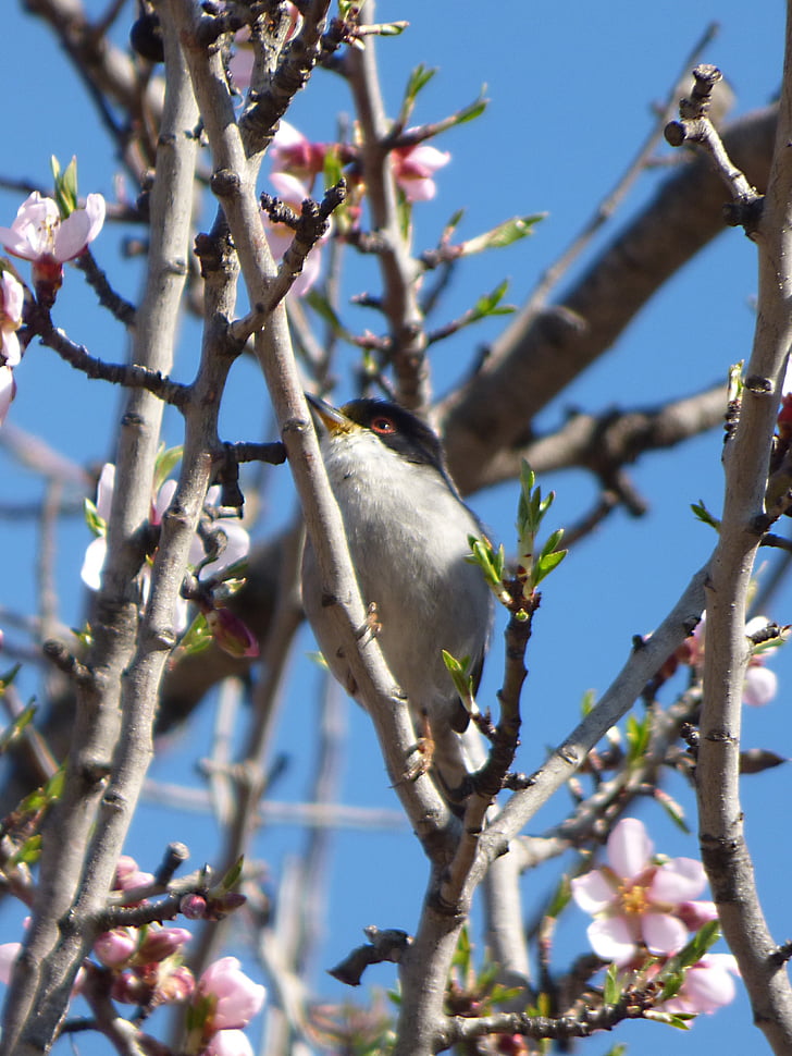 Sardinia warbler, tallarol capnegre, burung, cabang-cabang berbunga, pohon almond