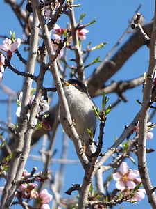 sardinske sangfugl, tallarol capnegre, fuglen, blomstrende grener, Almond tree