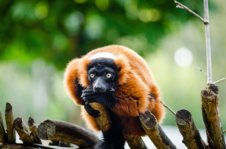 red ruffed lemur, wildlife, madagascar, nature, portrait, perched, looking