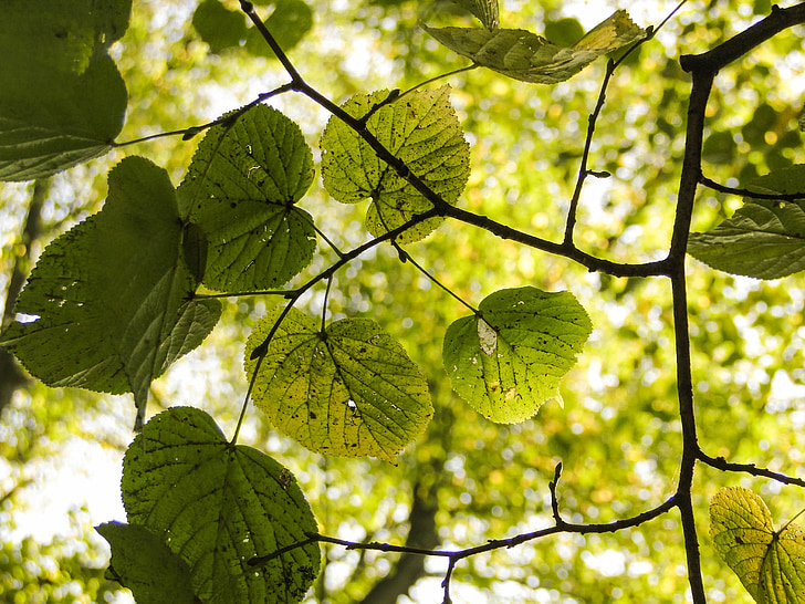 foglie, rami, verde, foglia, sole, natura, luminoso