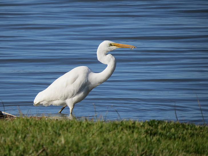 didysis baltasis garnys, Ipswich, Pietų Australija, balta, paukštis, garnys, Gamta