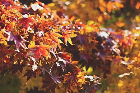 oranžna, vijolična, javor, listi, dnevno, dreves, veje