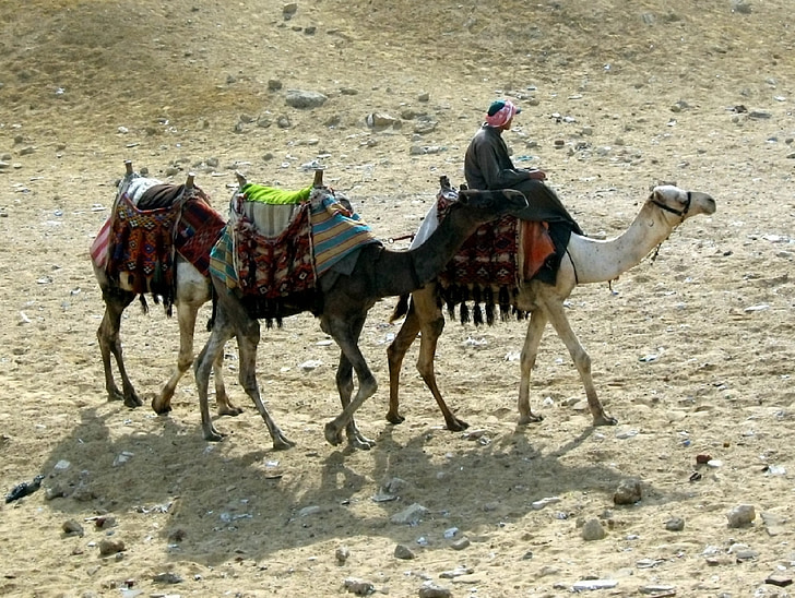 kamelit, Caravan, Sand, Desert, eläimet, matka, matkustaa