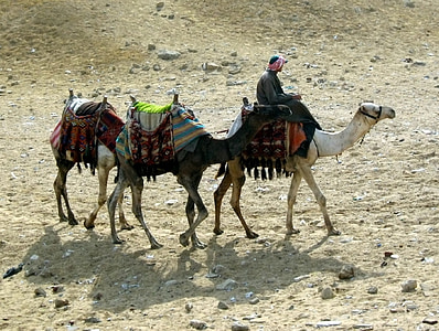 kaamelid, haagissuvila, liiv, Desert, loomade, teekond, Travel
