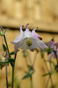 Columbine, Aquilegia, flor, close-up, natura, planta, blanc