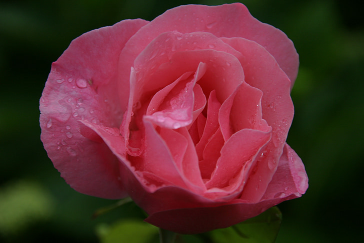 Rózsa, szerelem, boldog, Nyissa meg, rózsaszín, virág, természet