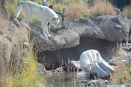 Wolven, Witte wolven, dieren, Wolf, dier, Wyoming, natuur