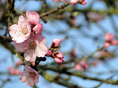 almond blossom, frühlingsanfang, ranting berbunga, musim semi, musim semi kebangkitan, bunga, pohon almond