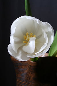 tulip, white, green, flower, blossom, bloom