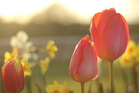 Tulip, bloem, lente, natuur, Floral, voorjaar bloem, Blossom