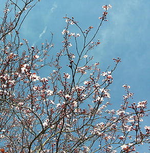musim semi, bunga, alam, Blossom, mekar, bühen, estetika
