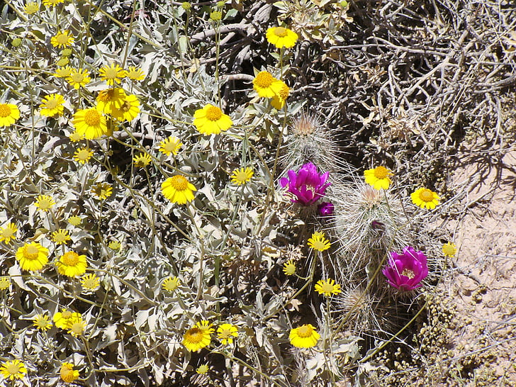 Аризона, Полевые цветы, пустыня, желтый, розовый