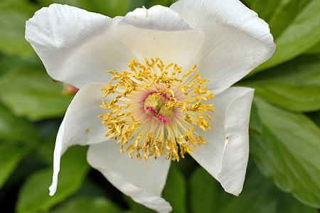 witte bloem, Tuin, lente, bloem, wit, plant, natuur
