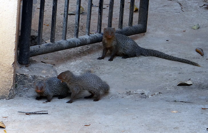 mongoose, gnawer, rodents, animals, mammals, babies, grey