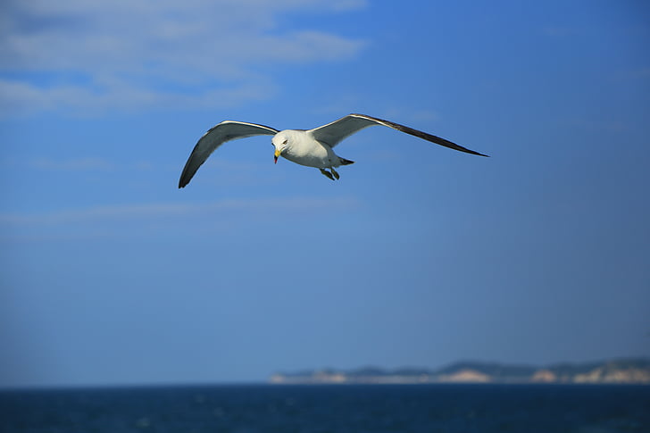 Seagull, naturen, djur