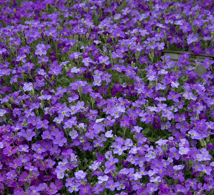 Aubrietia, Violet, färg, Blossom, botaniska, blommig, blomma