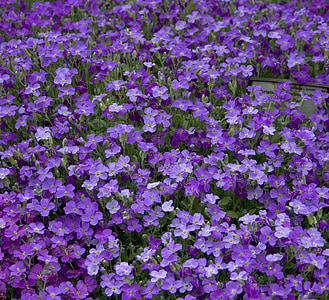 aubrietia, ungu, warna, Blossom, botani, bunga, bunga