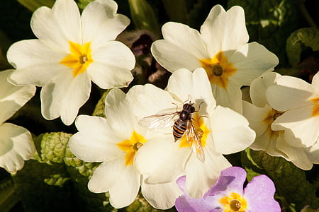 primroses, Primula vulgaris hübriid, kollakas, pastellfarben, perekond, priimula, priimula sordid
