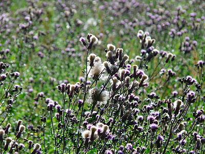 Thistle, Acker thistle, cardo selvatico di strisciamento, Cirsium arvense, campo di Thistle, materiali compositi, Asteraceae